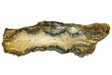 Mammoth Molar Slice With Case - South Carolina #144351-1